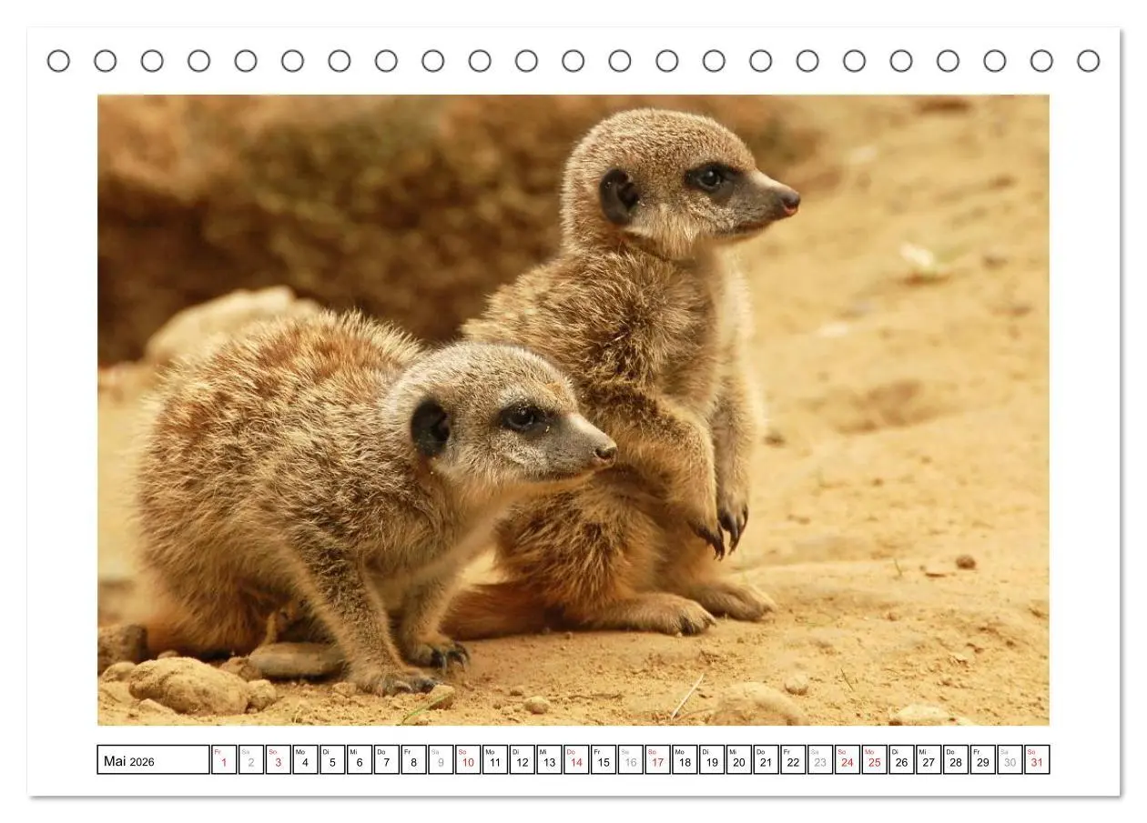 Bild: 9783516232547 | Kleine Schelme - Tierbabys (Tischkalender 2026 DIN A5 quer),...