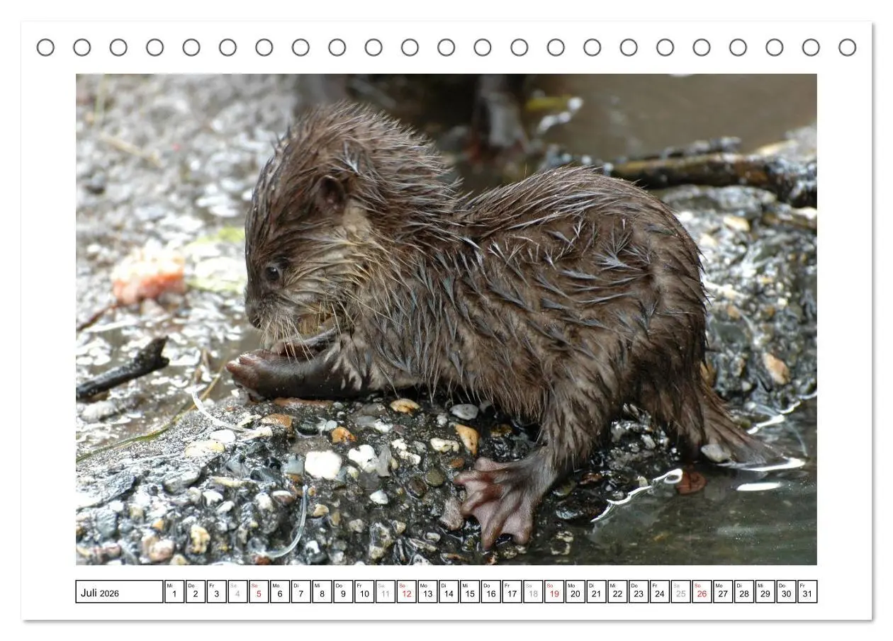 Bild: 9783516232547 | Kleine Schelme - Tierbabys (Tischkalender 2026 DIN A5 quer),...