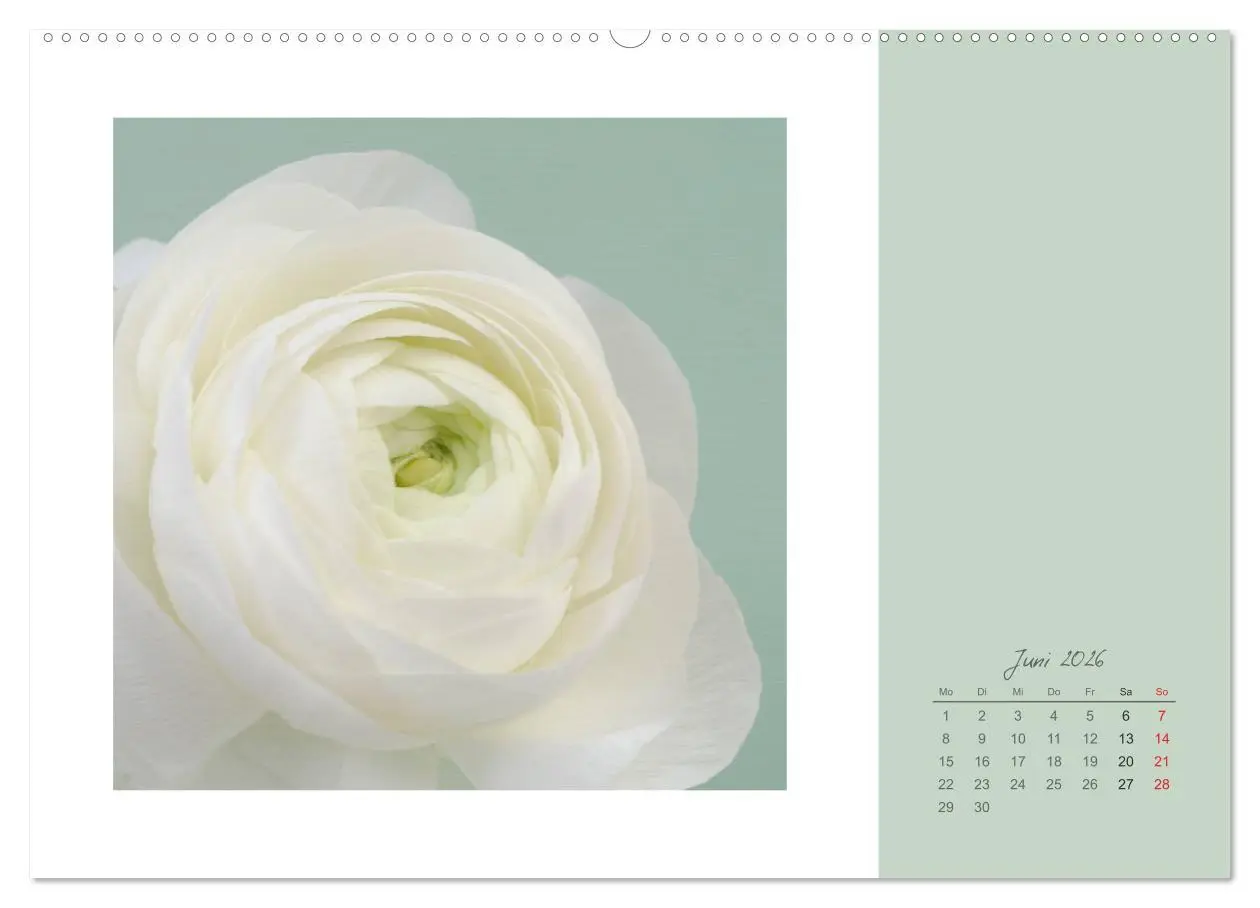 Bild: 9783516202847 | Blütenträume (Wandkalender 2026 DIN A2 quer), CALVENDO Monatskalender