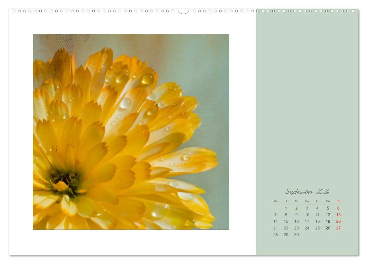 Bild: 9783516202847 | Blütenträume (Wandkalender 2026 DIN A2 quer), CALVENDO Monatskalender