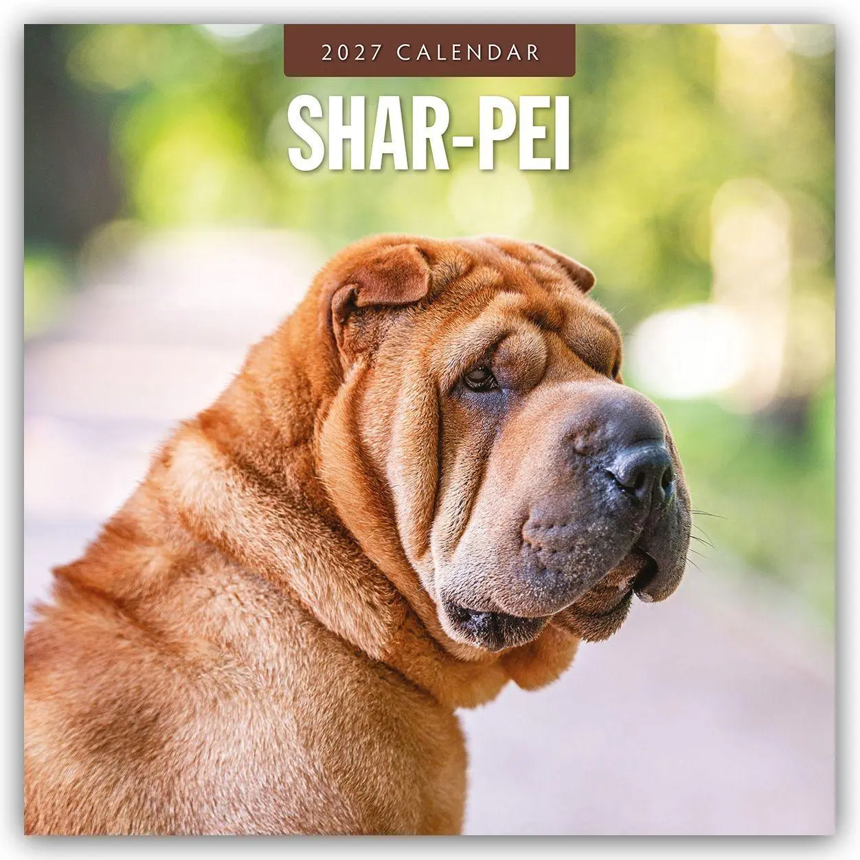 Cover: 9781837012947 | Shar-Pei - Chinesischer Faltenhund 2027 - 16-Monatskalender | Red