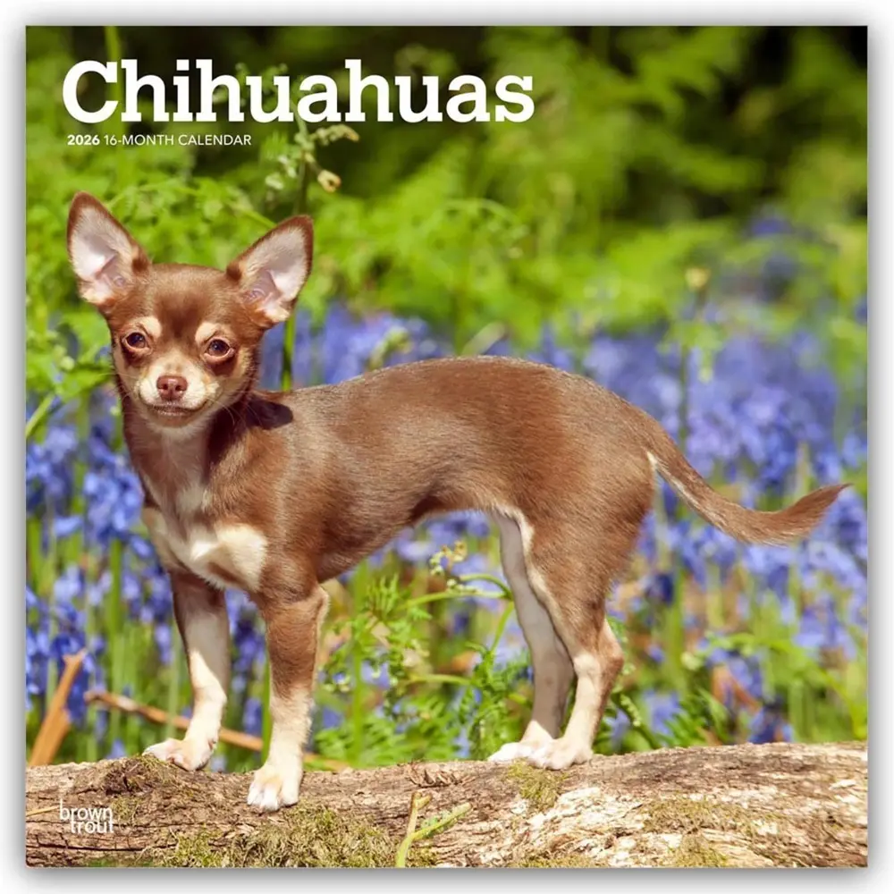 Cover: 9798330702947 | Chihuahuas 2026 12 X 24 Inch (Hanging) Monthly Square Wall Calendar...
