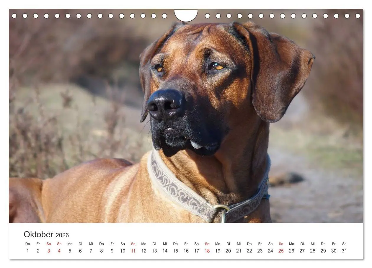 Bild: 9783516013047 | Ridgebacks - Hunde aus Afrika (Wandkalender 2026 DIN A4 quer),...