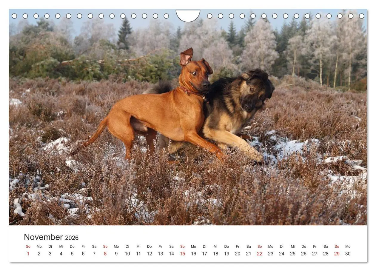 Bild: 9783516013047 | Ridgebacks - Hunde aus Afrika (Wandkalender 2026 DIN A4 quer),...