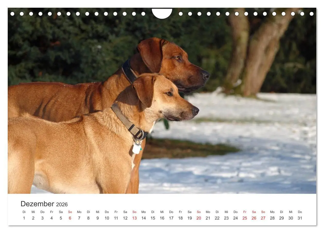 Bild: 9783516013047 | Ridgebacks - Hunde aus Afrika (Wandkalender 2026 DIN A4 quer),...