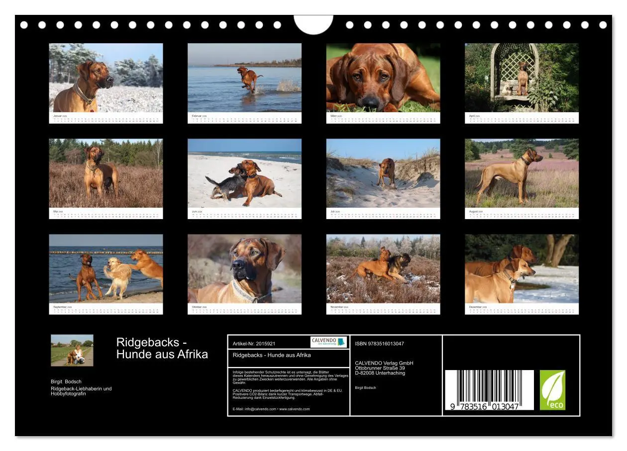 Bild: 9783516013047 | Ridgebacks - Hunde aus Afrika (Wandkalender 2026 DIN A4 quer),...
