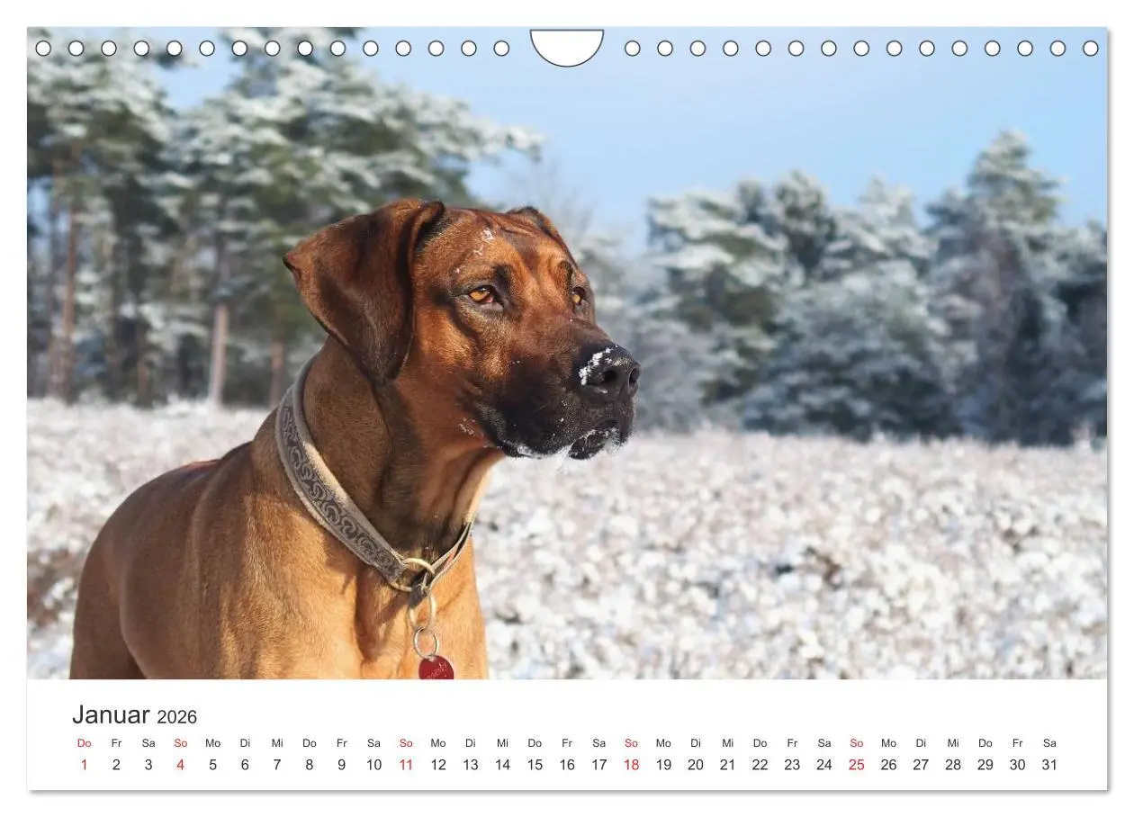 Bild: 9783516013047 | Ridgebacks - Hunde aus Afrika (Wandkalender 2026 DIN A4 quer),...