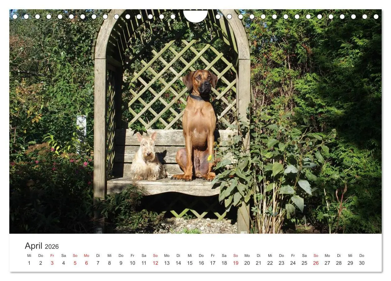 Bild: 9783516013047 | Ridgebacks - Hunde aus Afrika (Wandkalender 2026 DIN A4 quer),...