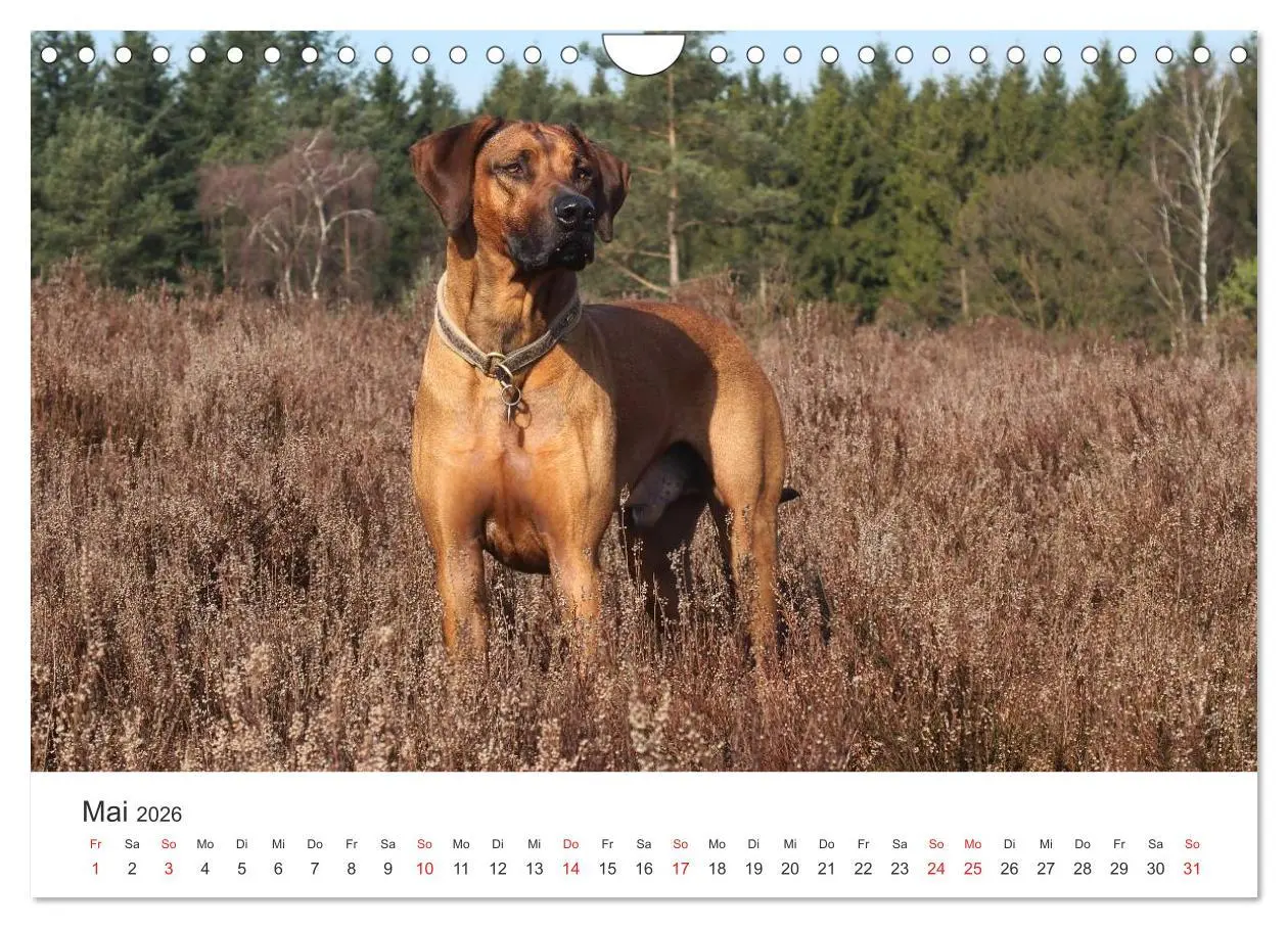 Bild: 9783516013047 | Ridgebacks - Hunde aus Afrika (Wandkalender 2026 DIN A4 quer),...