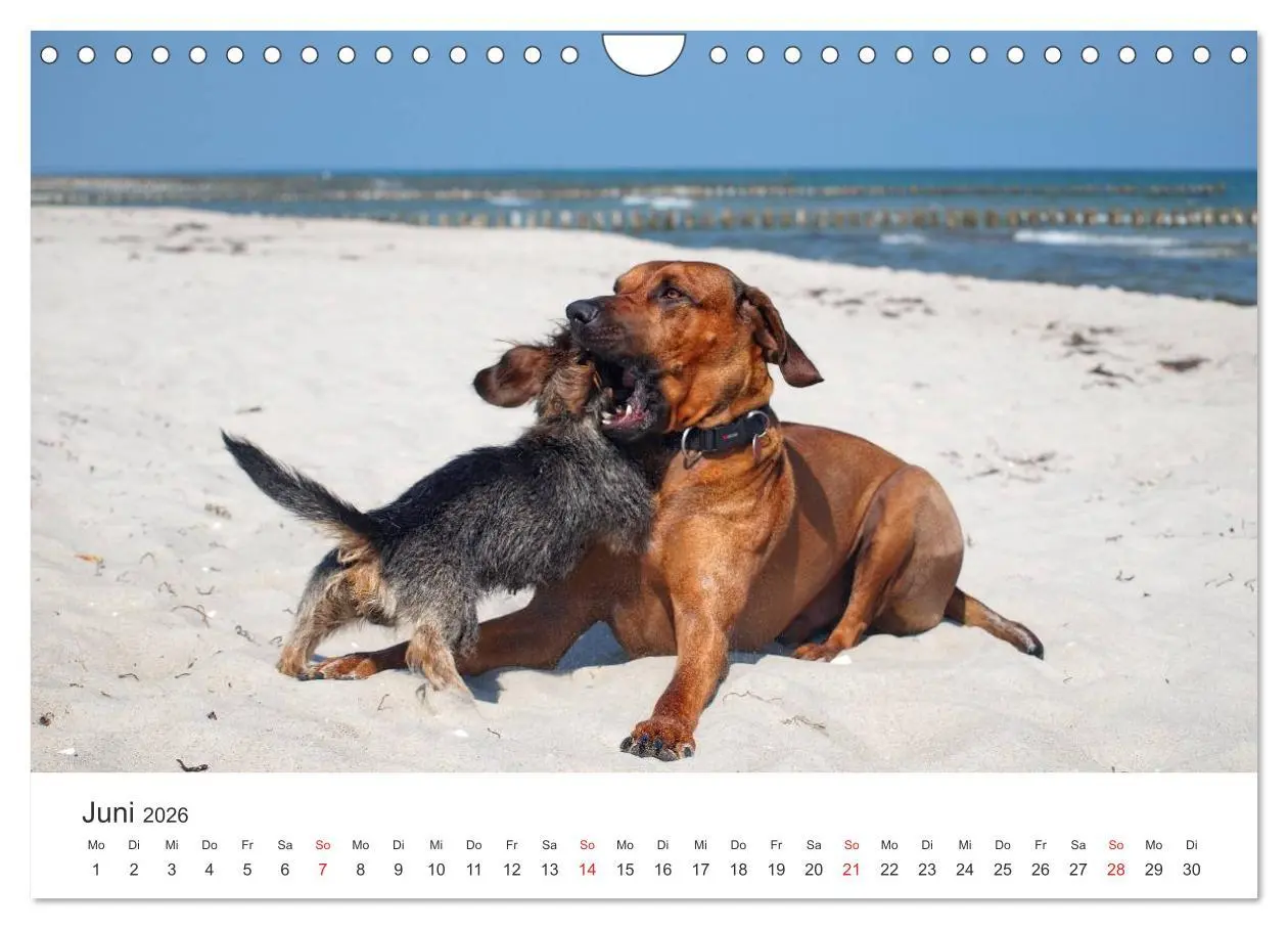 Bild: 9783516013047 | Ridgebacks - Hunde aus Afrika (Wandkalender 2026 DIN A4 quer),...