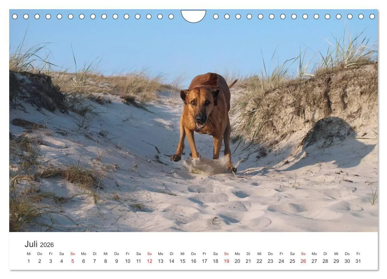 Bild: 9783516013047 | Ridgebacks - Hunde aus Afrika (Wandkalender 2026 DIN A4 quer),...