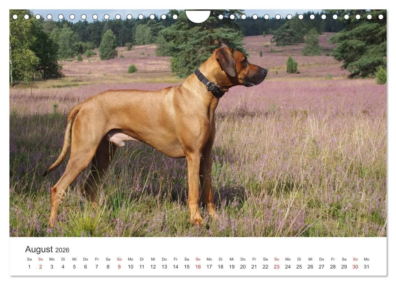 Bild: 9783516013047 | Ridgebacks - Hunde aus Afrika (Wandkalender 2026 DIN A4 quer),...