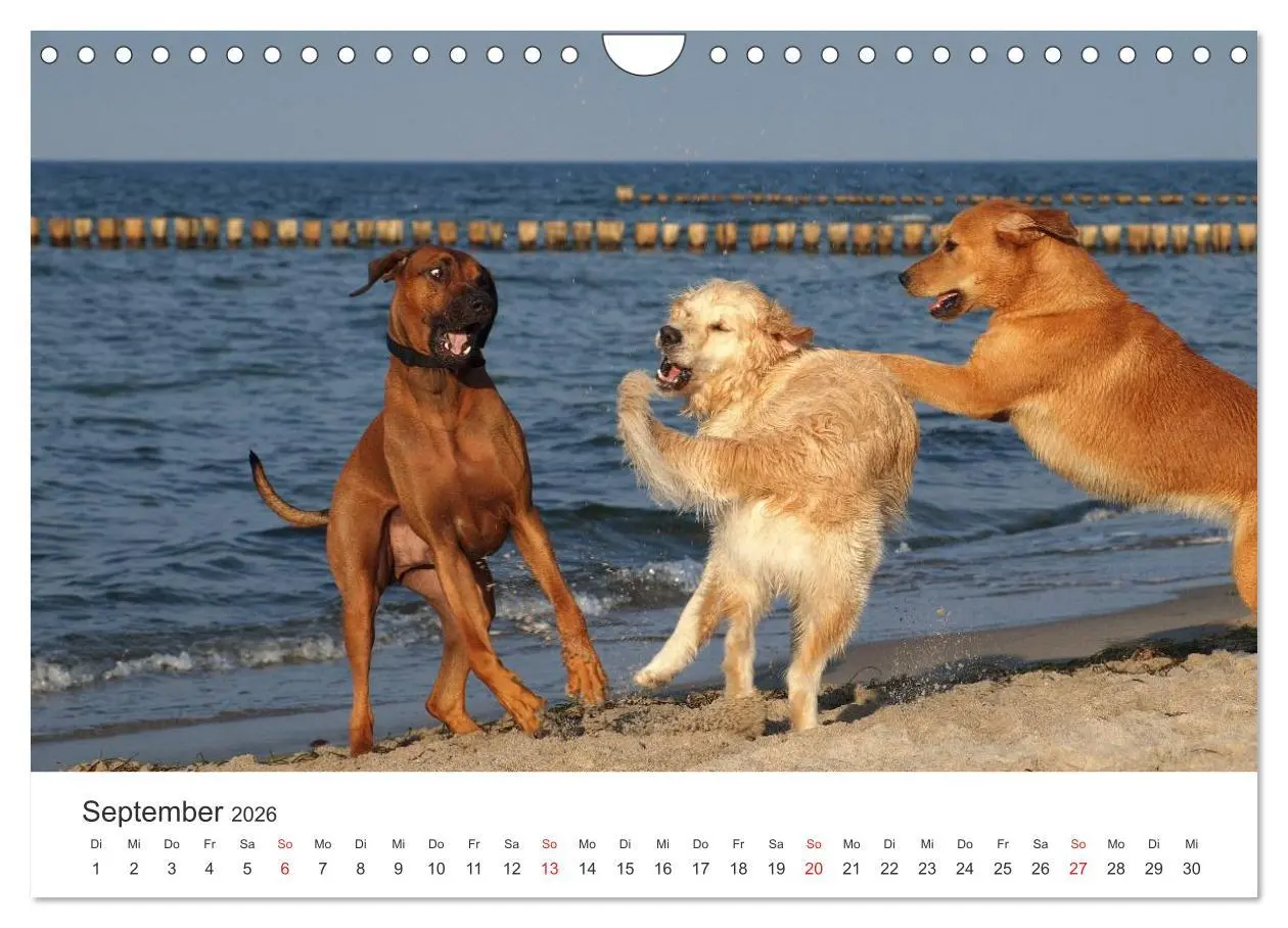 Bild: 9783516013047 | Ridgebacks - Hunde aus Afrika (Wandkalender 2026 DIN A4 quer),...