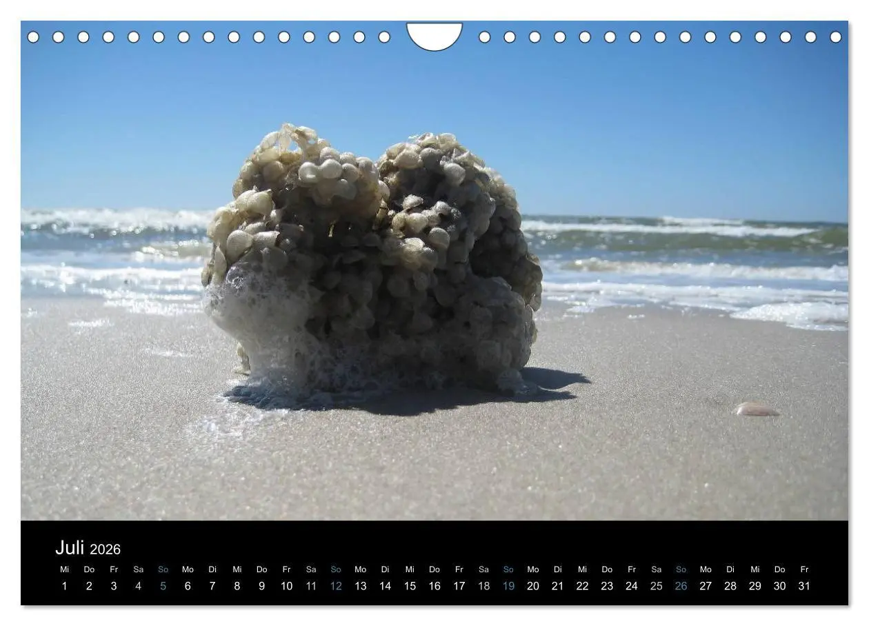 Bild: 9783516183047 | Die Insel Amrum (Wandkalender 2026 DIN A4 quer), CALVENDO...
