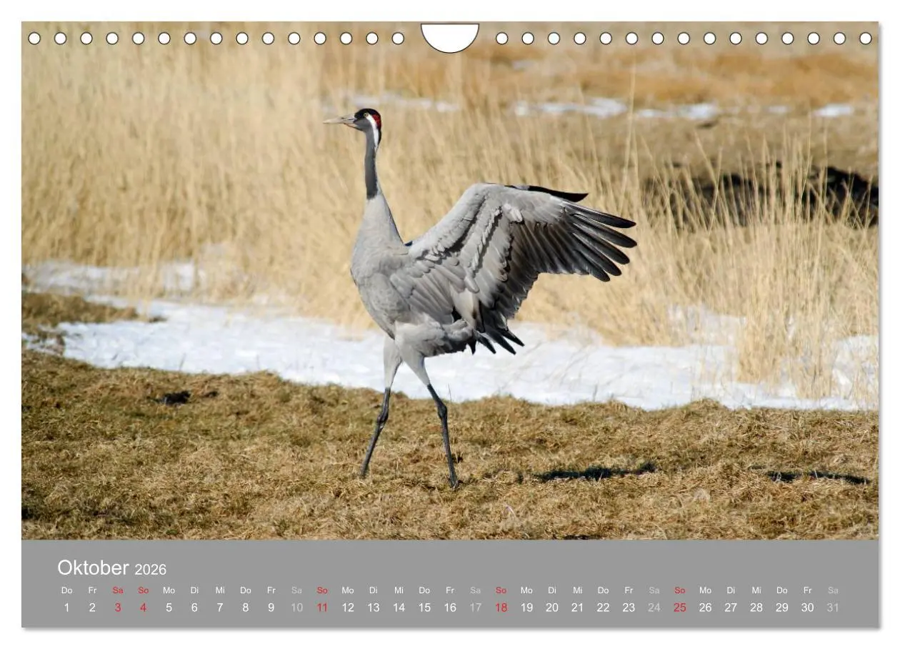 Bild: 9783516093247 | Kraniche in Vorpommern (Wandkalender 2026 DIN A4 quer), CALVENDO...