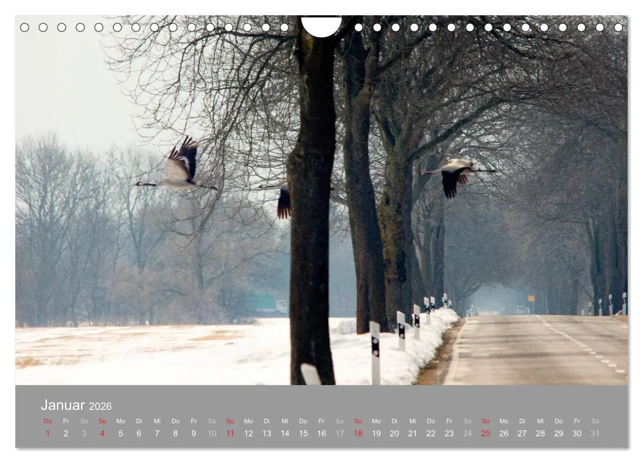 Bild: 9783516093247 | Kraniche in Vorpommern (Wandkalender 2026 DIN A4 quer), CALVENDO...