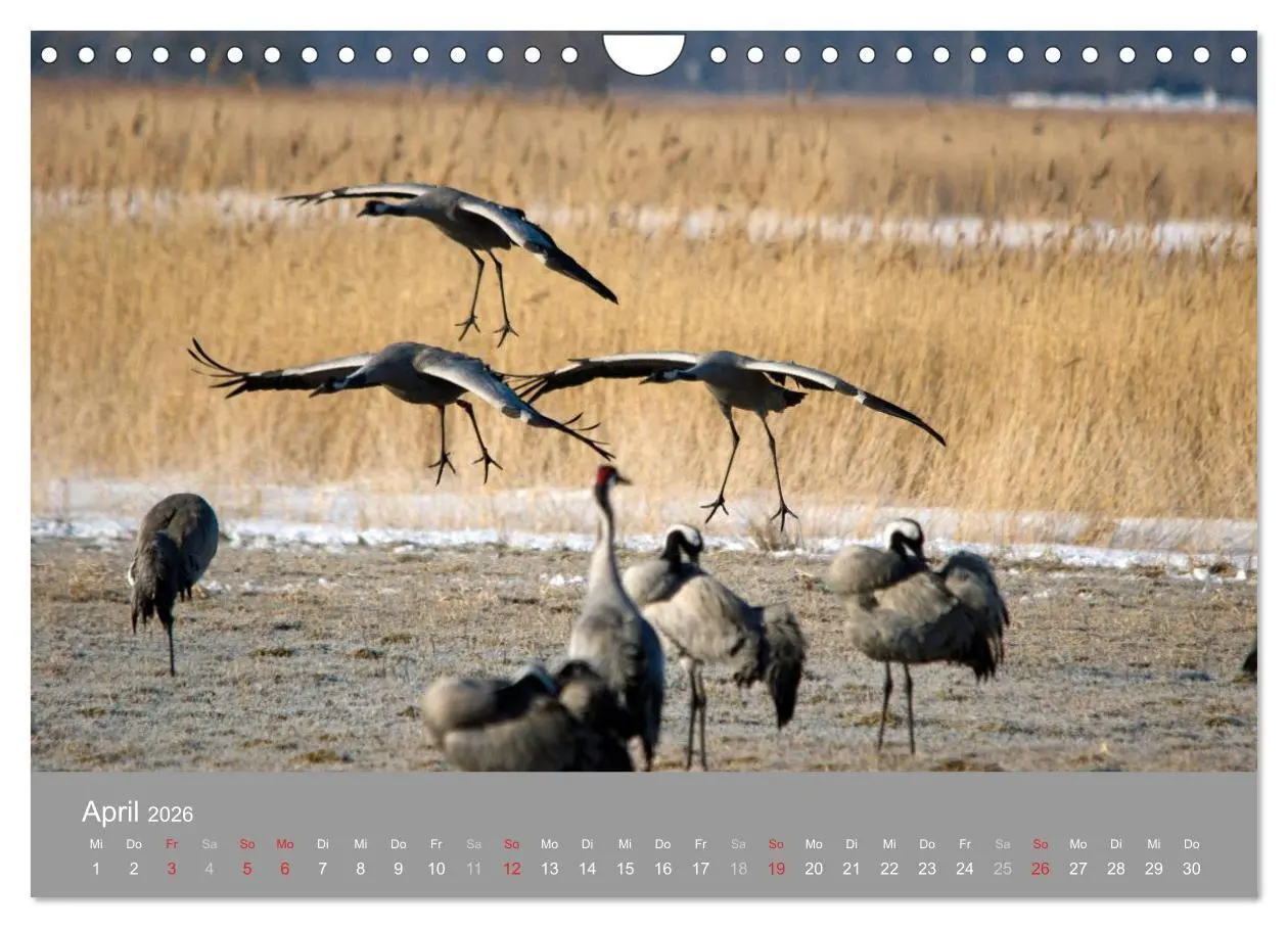 Bild: 9783516093247 | Kraniche in Vorpommern (Wandkalender 2026 DIN A4 quer), CALVENDO...