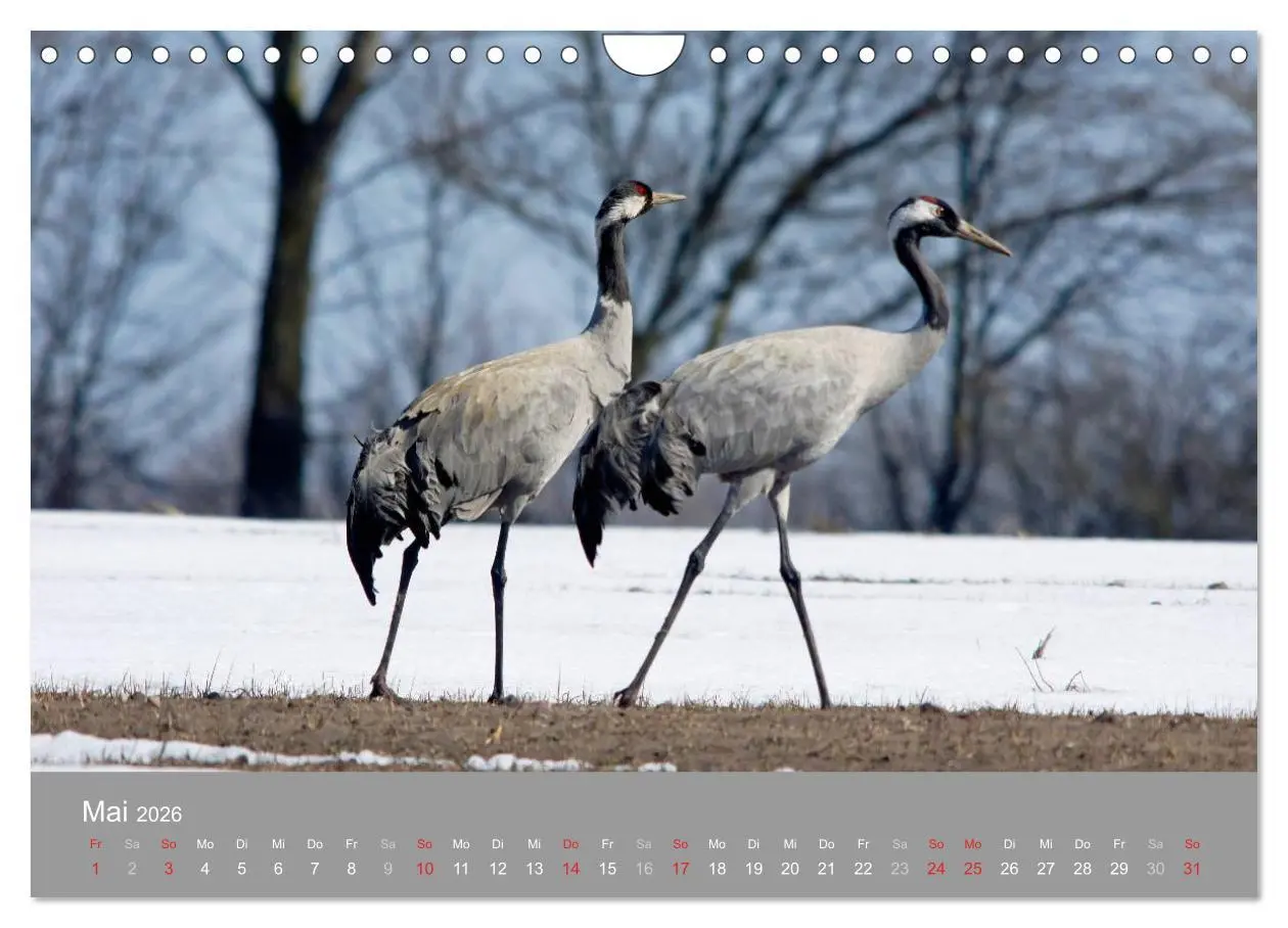 Bild: 9783516093247 | Kraniche in Vorpommern (Wandkalender 2026 DIN A4 quer), CALVENDO...
