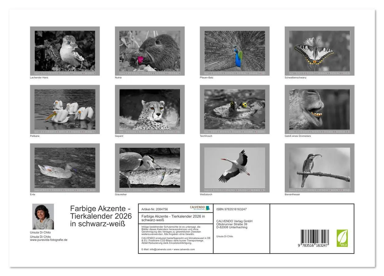 Bild: 9783516163247 | Farbige Akzente - Tierkalender 2026 in schwarz-weiß (Wandkalender...