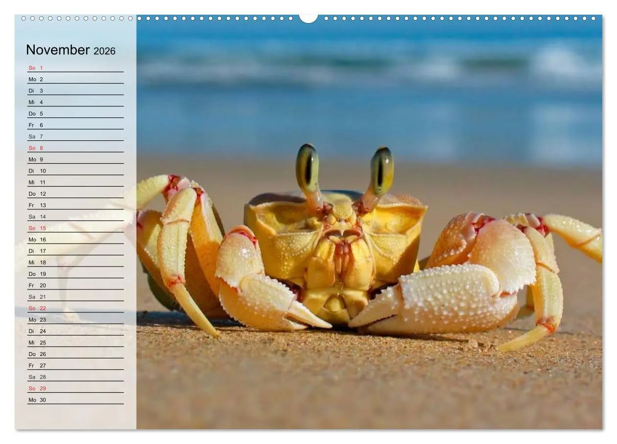 Bild: 9783457993347 | Krabben. Witzige Monster (Wandkalender 2026 DIN A2 quer), CALVENDO...