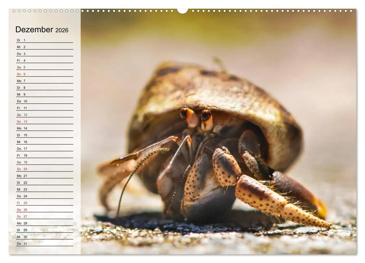 Bild: 9783457993347 | Krabben. Witzige Monster (Wandkalender 2026 DIN A2 quer), CALVENDO...