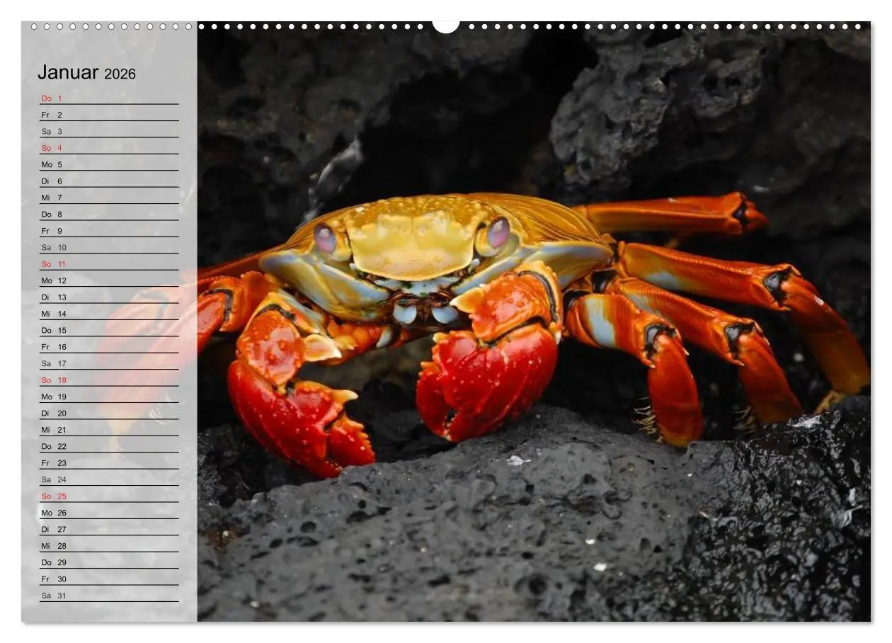 Bild: 9783457993347 | Krabben. Witzige Monster (Wandkalender 2026 DIN A2 quer), CALVENDO...