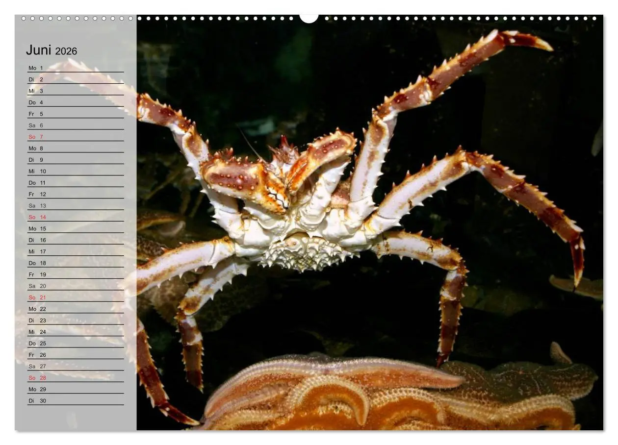 Bild: 9783457993347 | Krabben. Witzige Monster (Wandkalender 2026 DIN A2 quer), CALVENDO...