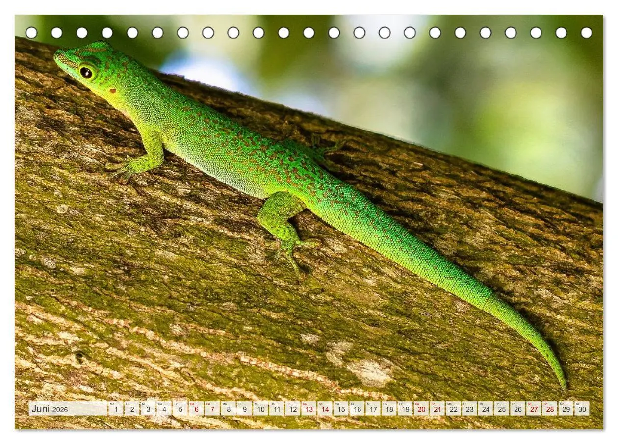 Bild: 9783516533347 | Die Seychellen - ganz nah am Paradies (Tischkalender 2026 DIN A5...