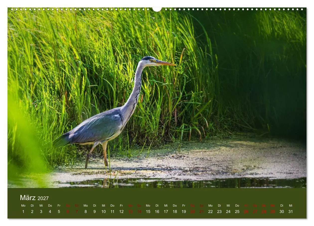 Bild: 9783594373347 | Reiher in der Elbmarsch (hochwertiger Premium Wandkalender 2027 DIN...