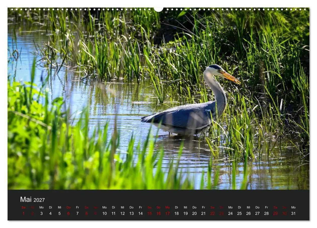 Bild: 9783594373347 | Reiher in der Elbmarsch (hochwertiger Premium Wandkalender 2027 DIN...