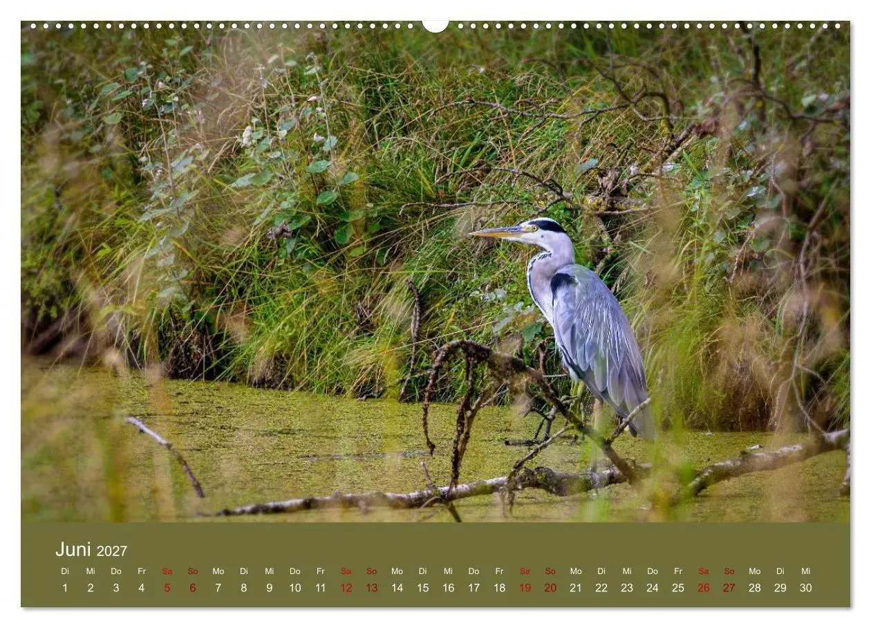 Bild: 9783594373347 | Reiher in der Elbmarsch (hochwertiger Premium Wandkalender 2027 DIN...
