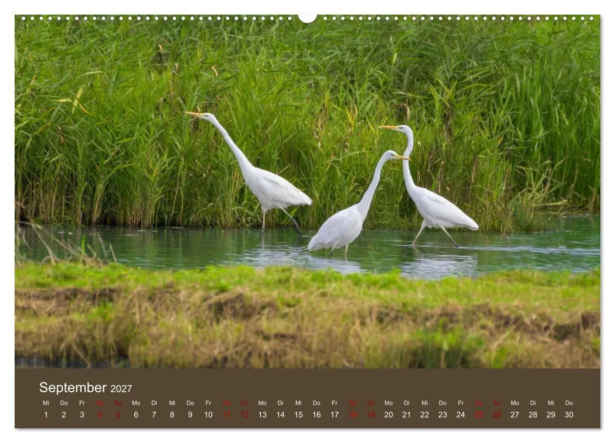 Bild: 9783594373347 | Reiher in der Elbmarsch (hochwertiger Premium Wandkalender 2027 DIN...