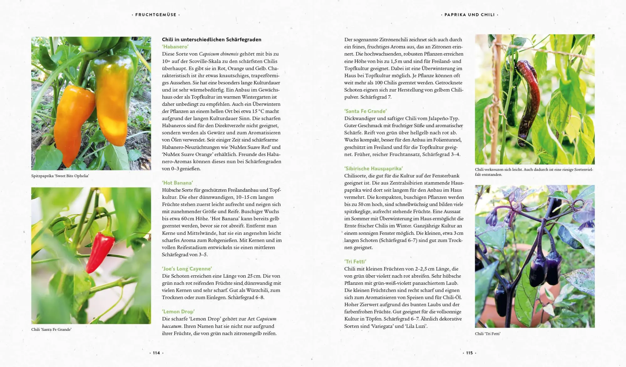 Bild: 9783745913347 | Mein Biogemüse-Garten | Annette Holländer | Buch | 240 S. | Deutsch