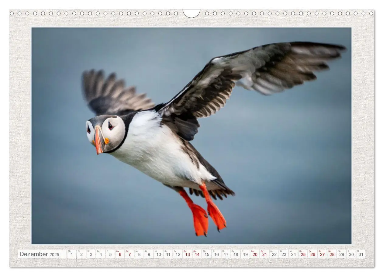 Bild: 9783383873447 | Die kleinen schönen (Wandkalender 2025 DIN A3 quer), CALVENDO...
