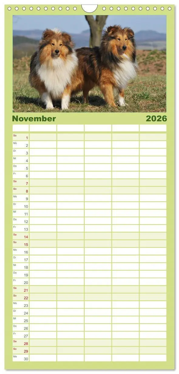 Bild: 9783516523447 | Familienplaner 2026 - Sheltie 2026 mit 5 Spalten (Wandkalender, 21...