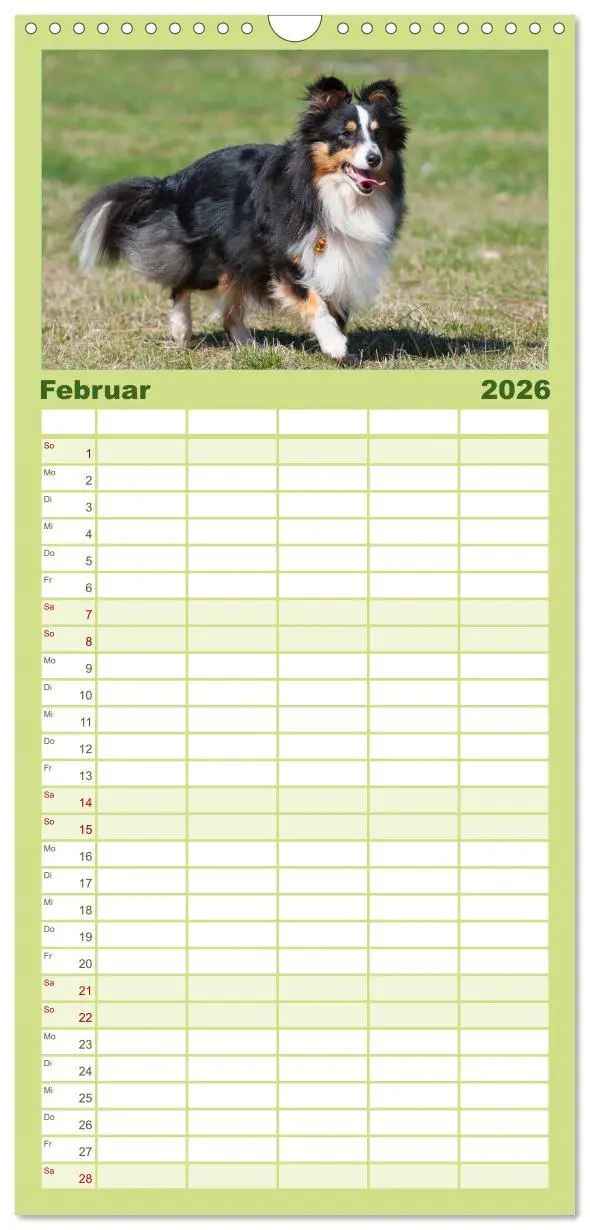 Bild: 9783516523447 | Familienplaner 2026 - Sheltie 2026 mit 5 Spalten (Wandkalender, 21...