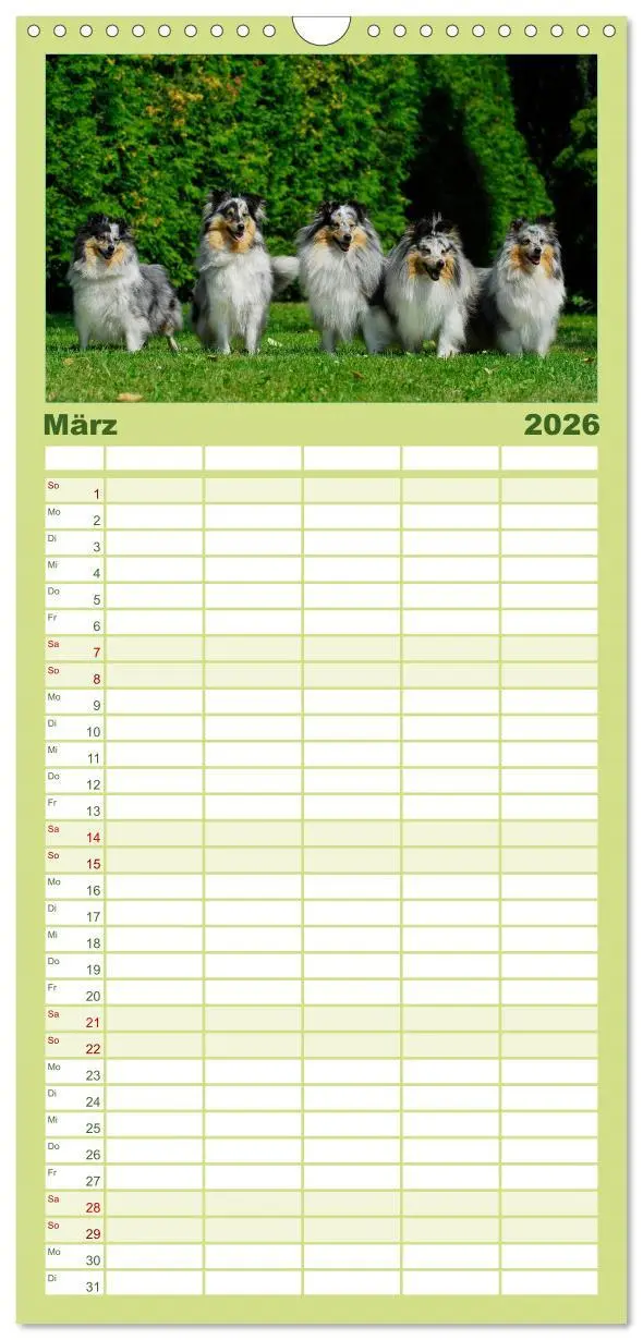 Bild: 9783516523447 | Familienplaner 2026 - Sheltie 2026 mit 5 Spalten (Wandkalender, 21...