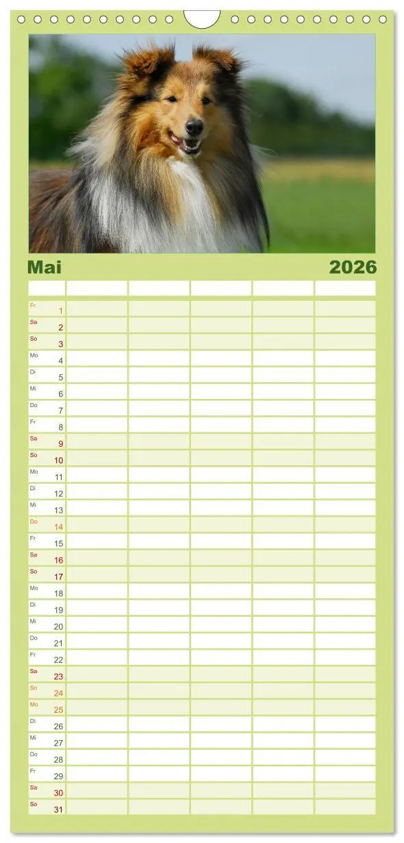 Bild: 9783516523447 | Familienplaner 2026 - Sheltie 2026 mit 5 Spalten (Wandkalender, 21...