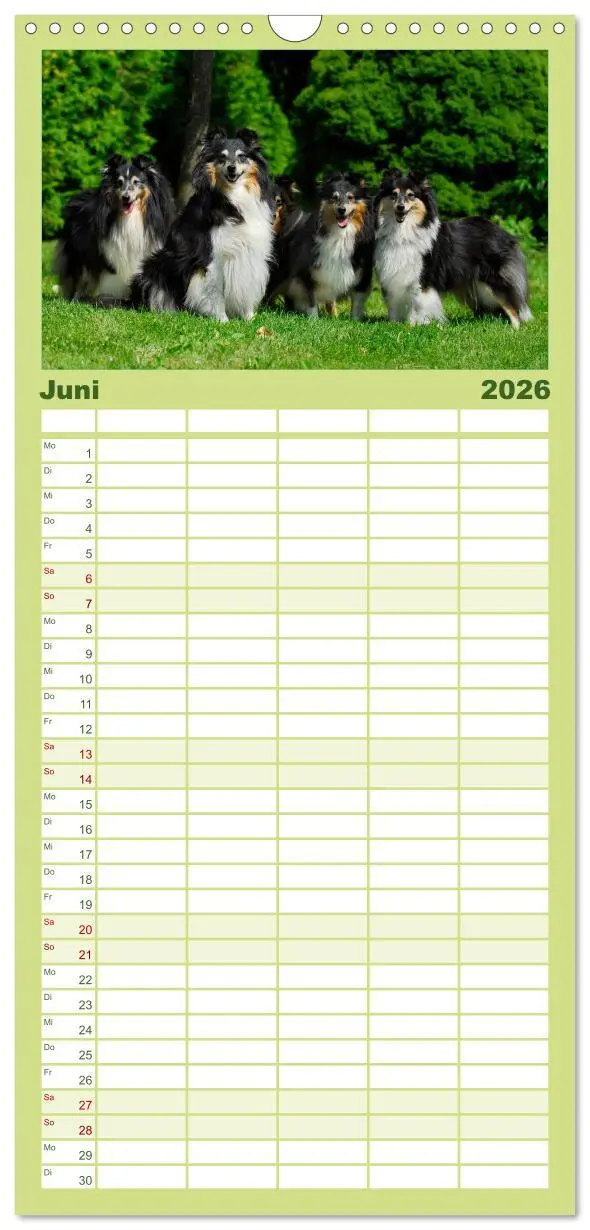 Bild: 9783516523447 | Familienplaner 2026 - Sheltie 2026 mit 5 Spalten (Wandkalender, 21...