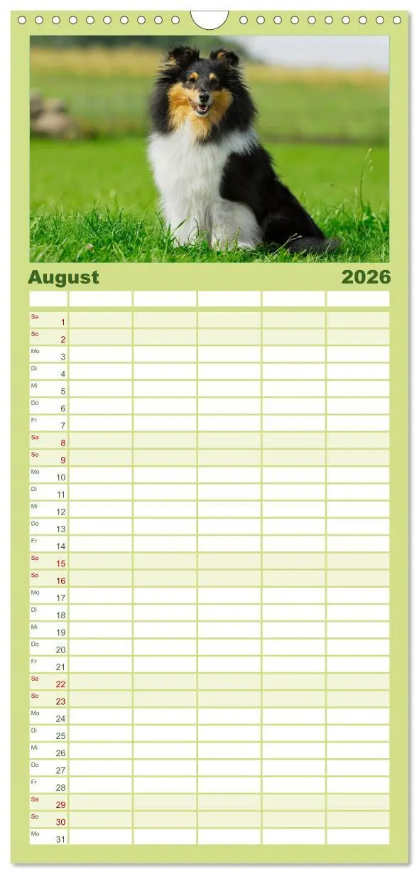 Bild: 9783516523447 | Familienplaner 2026 - Sheltie 2026 mit 5 Spalten (Wandkalender, 21...