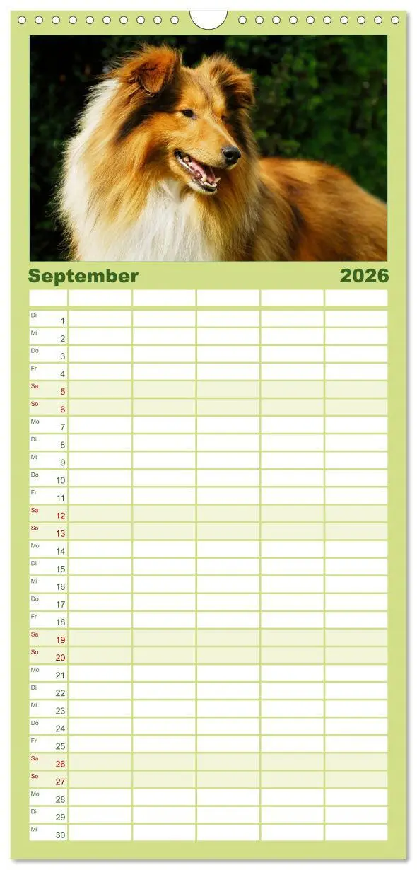 Bild: 9783516523447 | Familienplaner 2026 - Sheltie 2026 mit 5 Spalten (Wandkalender, 21...