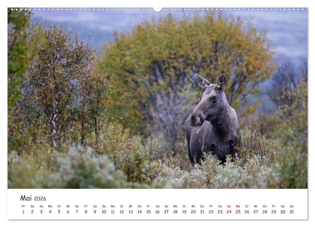Bild: 9783457423547 | Der Elch - König der skandinavischen Wälder (hochwertiger Premium...