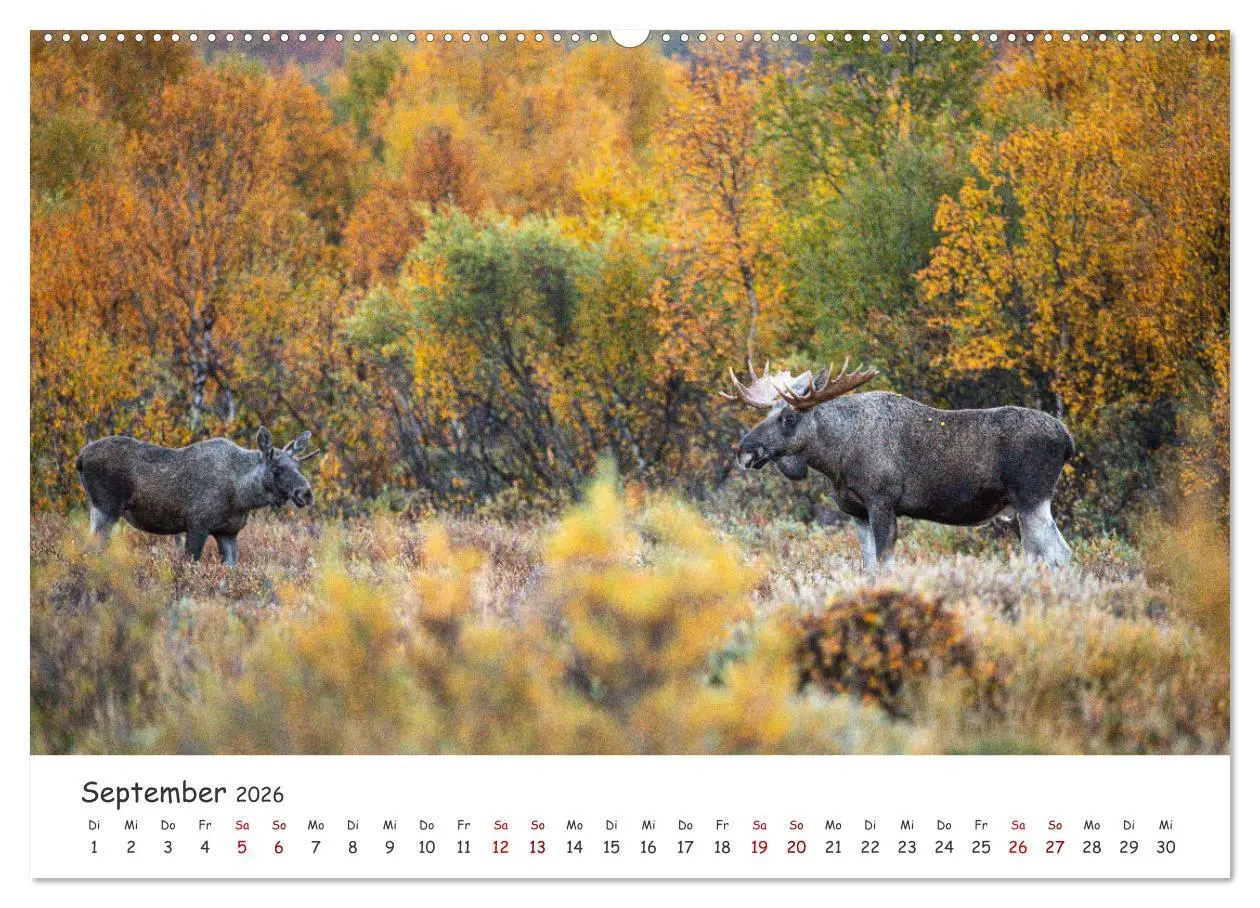 Bild: 9783457423547 | Der Elch - König der skandinavischen Wälder (hochwertiger Premium...