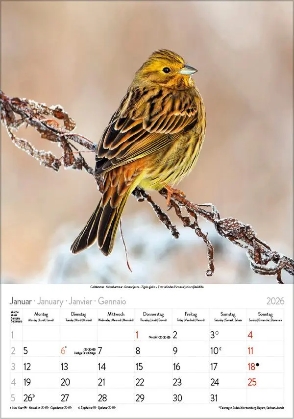 Bild: 9783731883647 | Vögel 2026 | Verlag Korsch | Kalender | Spiralbindung | 13 S. | 2026