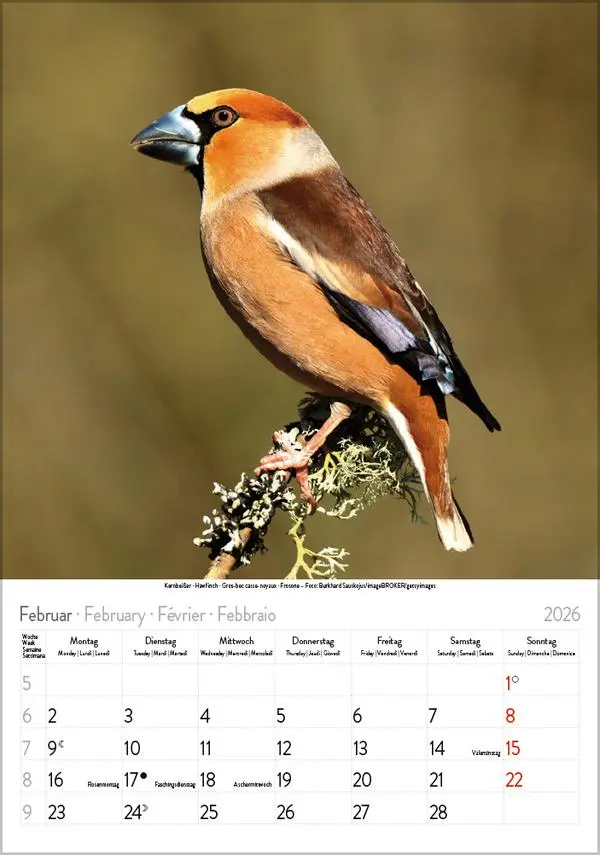 Bild: 9783731883647 | Vögel 2026 | Verlag Korsch | Kalender | Spiralbindung | 13 S. | 2026