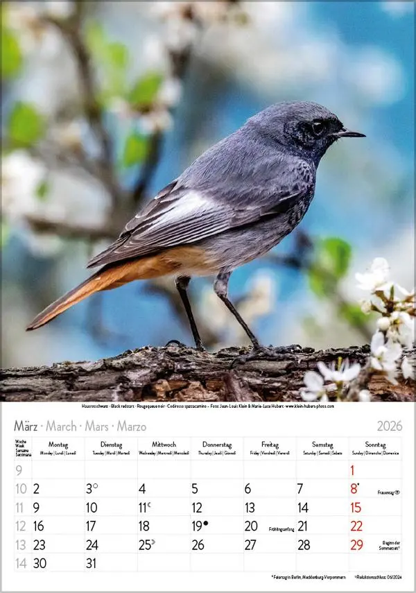 Bild: 9783731883647 | Vögel 2026 | Verlag Korsch | Kalender | Spiralbindung | 13 S. | 2026