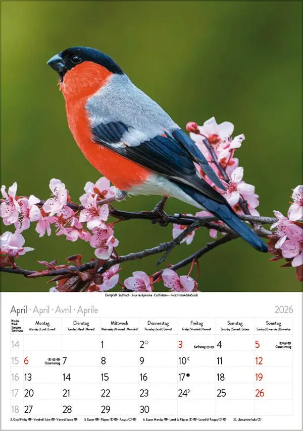 Bild: 9783731883647 | Vögel 2026 | Verlag Korsch | Kalender | Spiralbindung | 13 S. | 2026