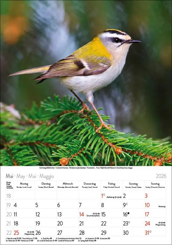 Bild: 9783731883647 | Vögel 2026 | Verlag Korsch | Kalender | Spiralbindung | 13 S. | 2026