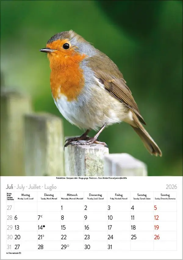 Bild: 9783731883647 | Vögel 2026 | Verlag Korsch | Kalender | Spiralbindung | 13 S. | 2026