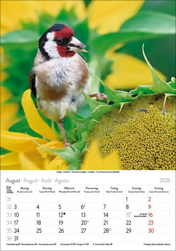 Bild: 9783731883647 | Vögel 2026 | Verlag Korsch | Kalender | Spiralbindung | 13 S. | 2026